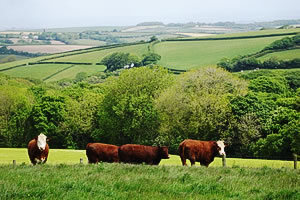 G E Honey butchers since 1902 North Devon