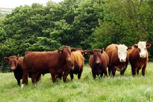 Aberdeen Angus, Devons Red Ruby and Herefords